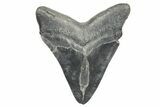 Fossil Megalodon Tooth - South Carolina #365733-2